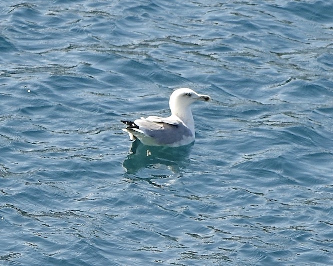 great black-headed gull